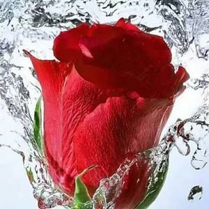 Meet your Posher, Joyce